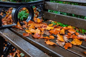 AutumnBench_F2515-948.jpg