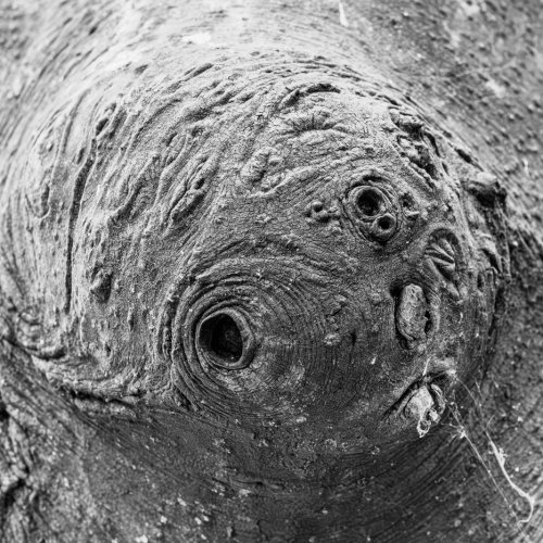 StrangeFace_F6136-937.jpg