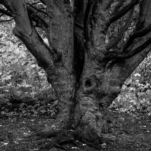 BranchingOut_F6202-940.jpg