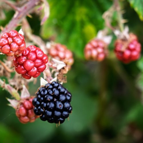 SummerWildFruit_F6153-939.jpg