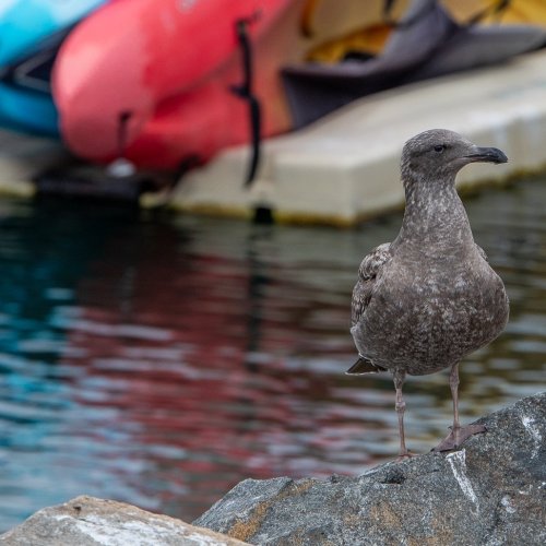 Gull   Oceanside Harbor No 2215  Jan 4 2026-2215.jpg